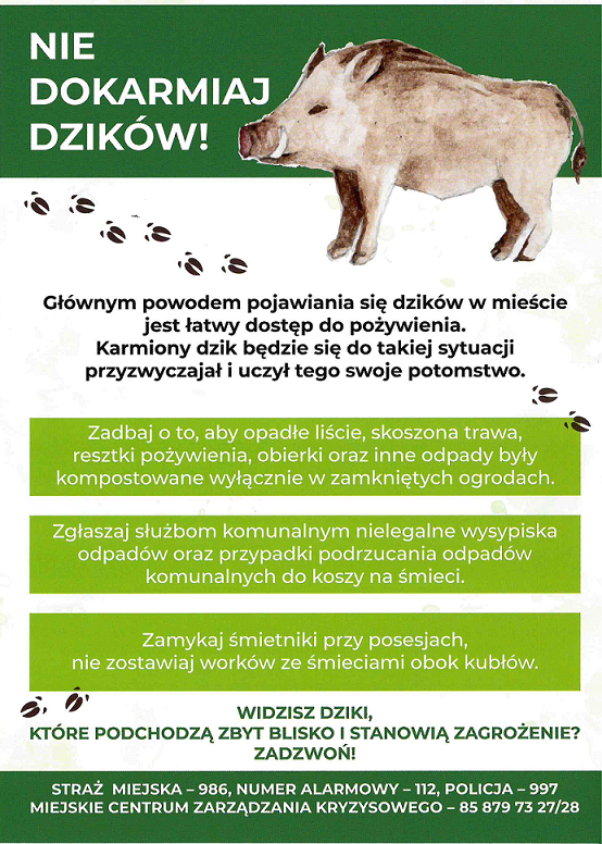dzik 1