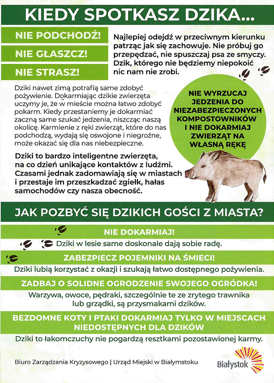 dzik 2